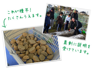 児童館芋掘り体験1