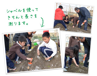 児童館芋掘り体験3